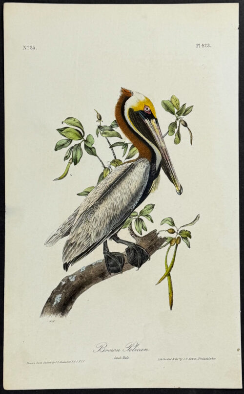 Brown Pelican