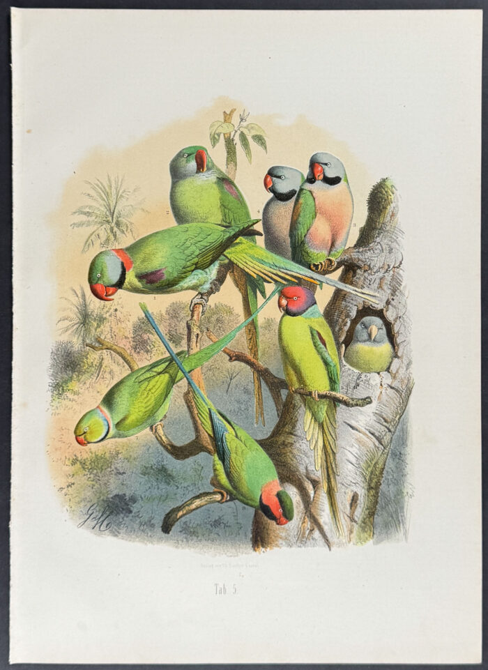 Parrot & Parrakeets