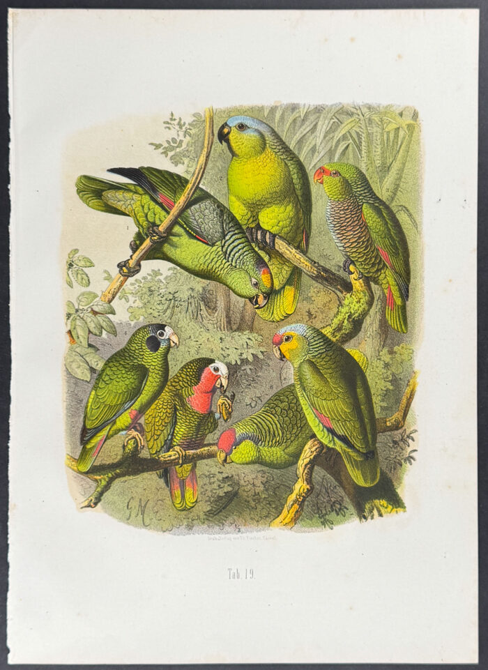 Amazon Parrots