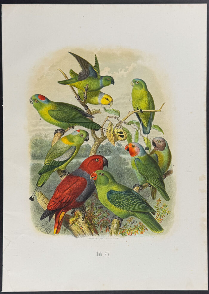 Parrots