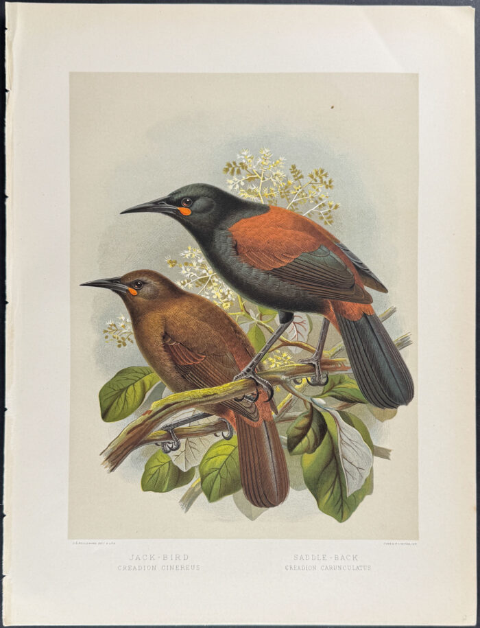 Jack-Bird & Saddle-Back
