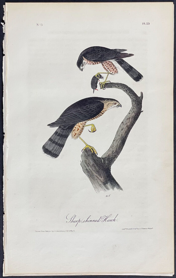 Sharp-shinned Hawk