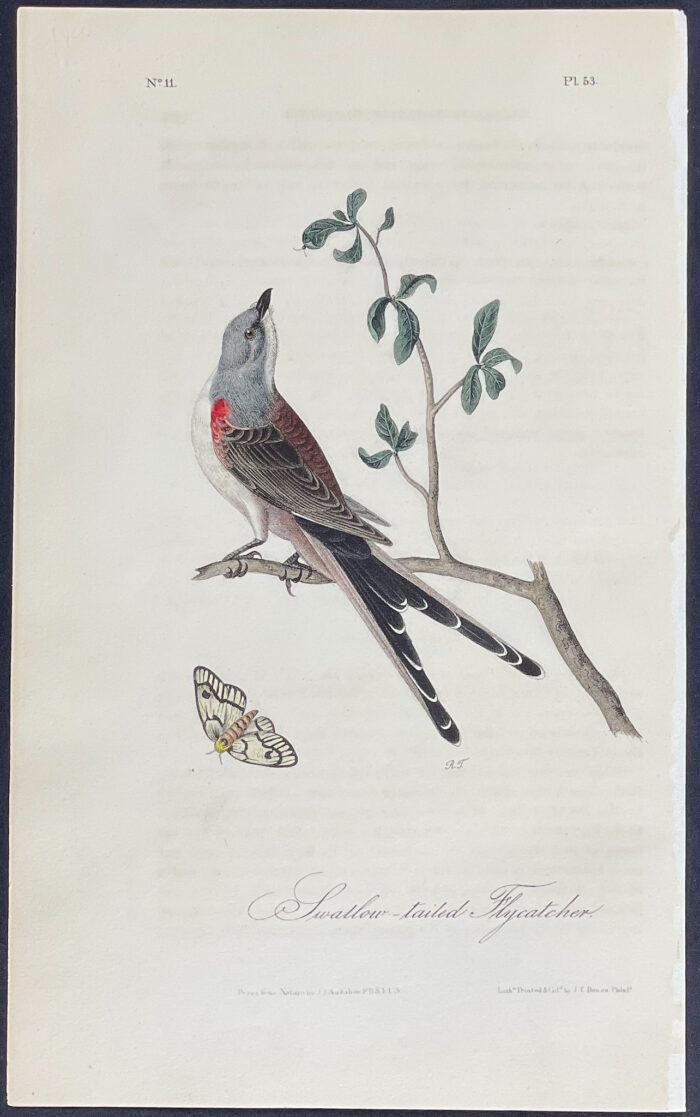 Swallow-tailed Flycatcher