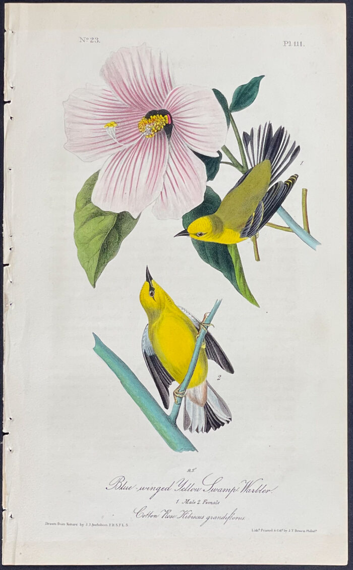 Blue-winged Yellow Swamp-Warbler