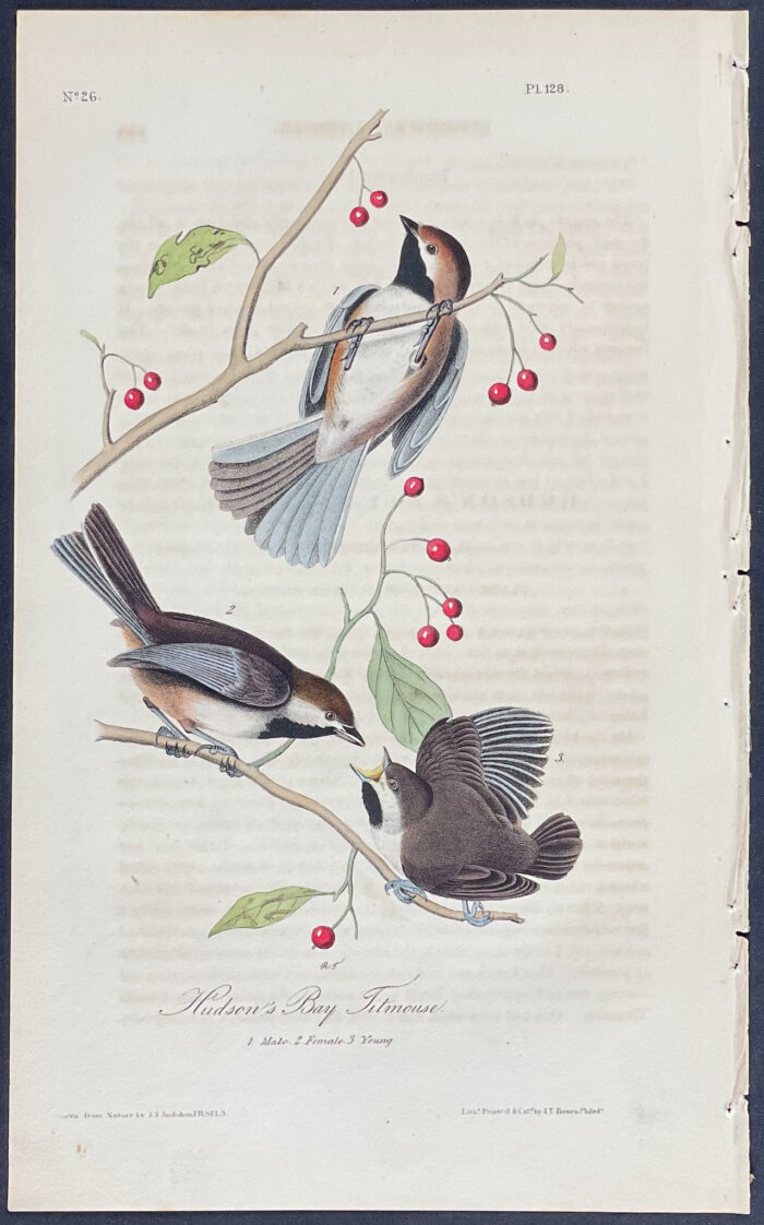Hudson's Bay Titmouse