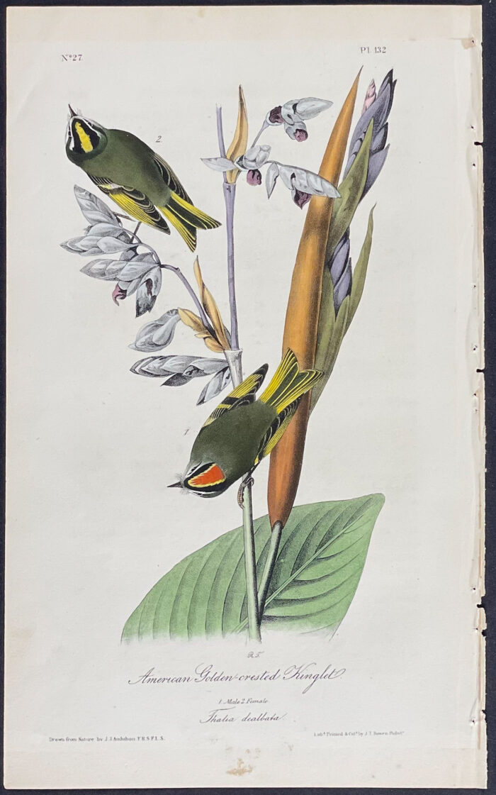 American Golden-crested Kinglet