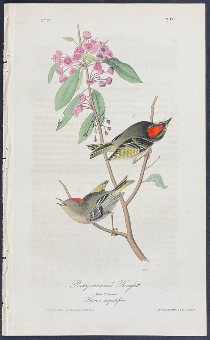 Ruby-crowned Kinglet