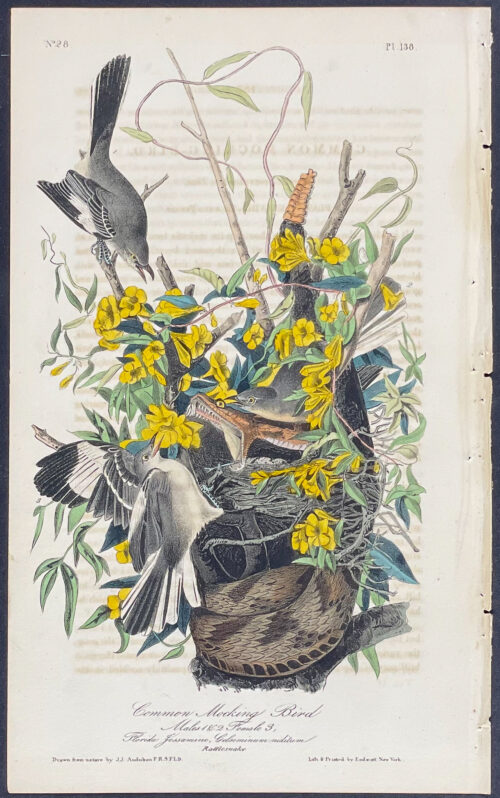 Common Mocking Bird