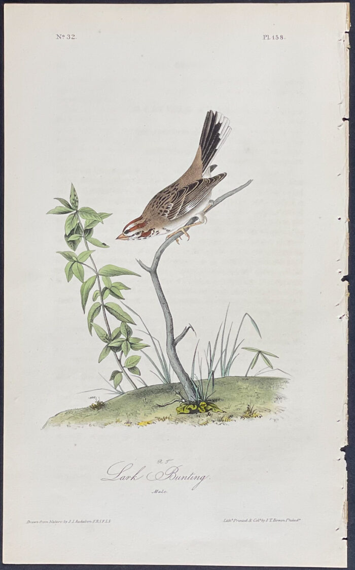 Lark Bunting
