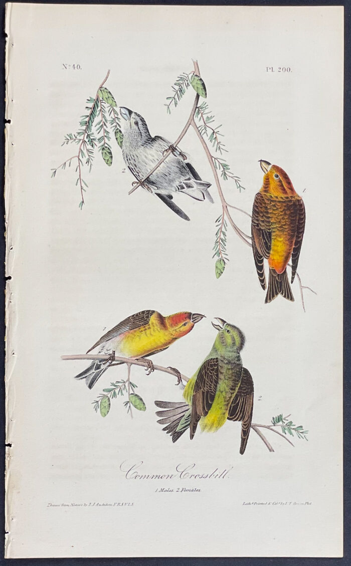 Common Crossbill