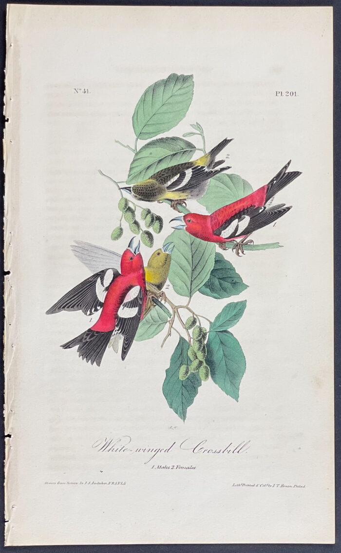 White-winged Crossbill