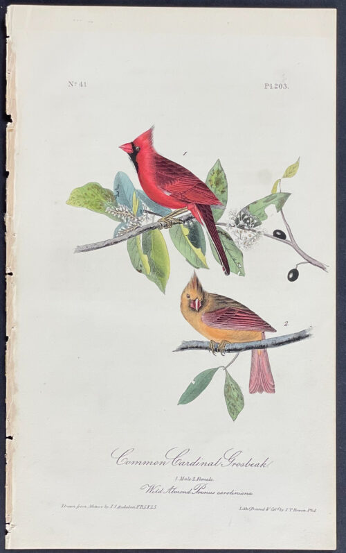 Common Cardinal Grosbeak