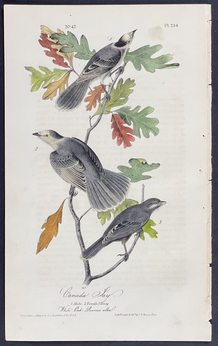 Canada Jay