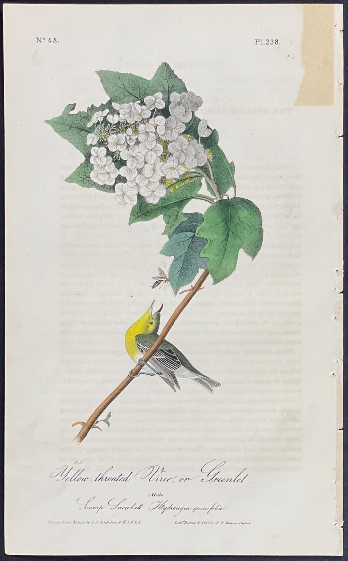 Yellow-Throated Vireo, or Greenlet