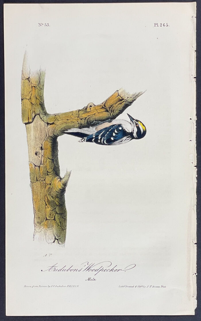 Audubons' Woodpecker