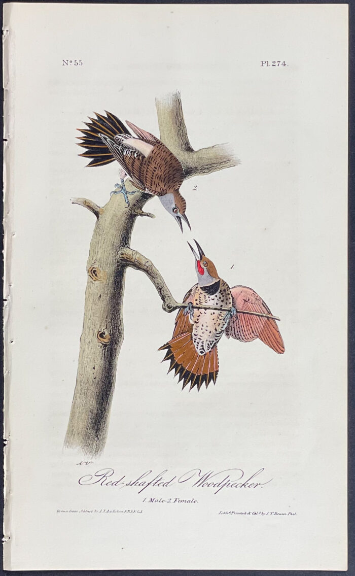Red-shafted Woodpecker