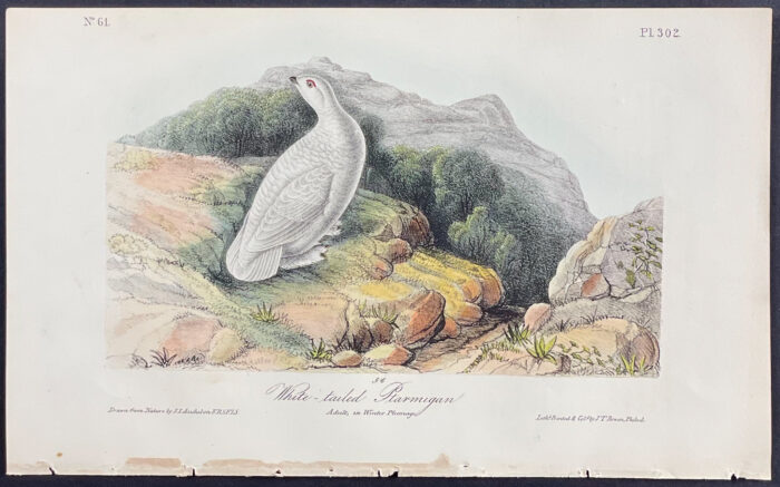 White-tailed Ptarmigan
