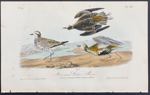 American Golden Plover