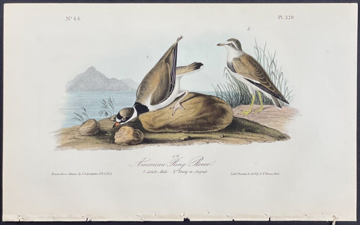 American Ring Plover