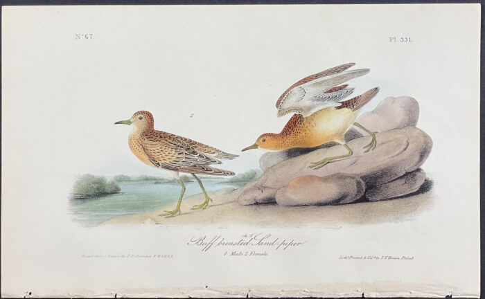 Buff-breasted Sand-piper