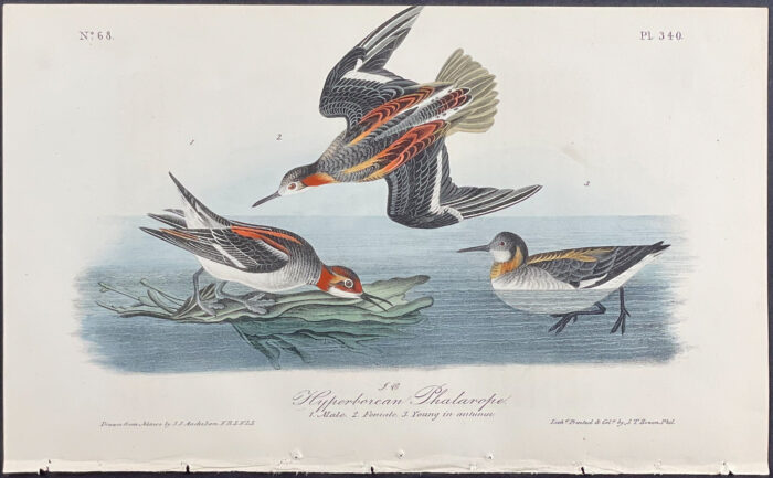 Hyperborean Phalarope