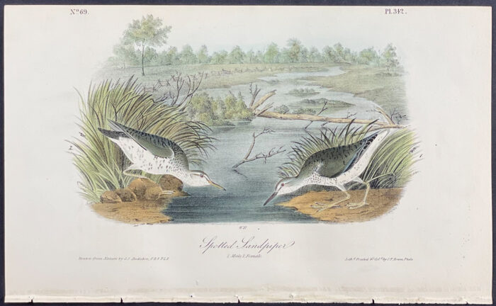 Spotted Sandpiper