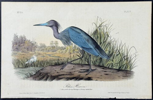 Blue Heron