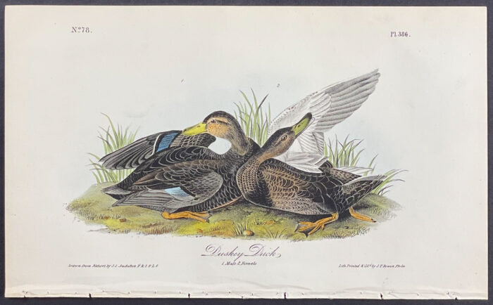 Dusky Duck