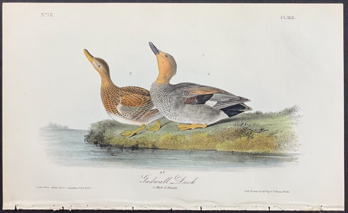 Gadwall Duck