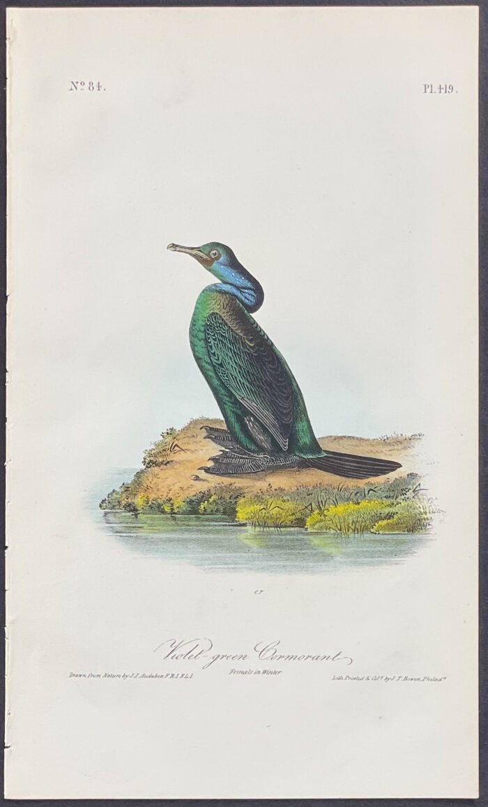 Violet-green Cormorant