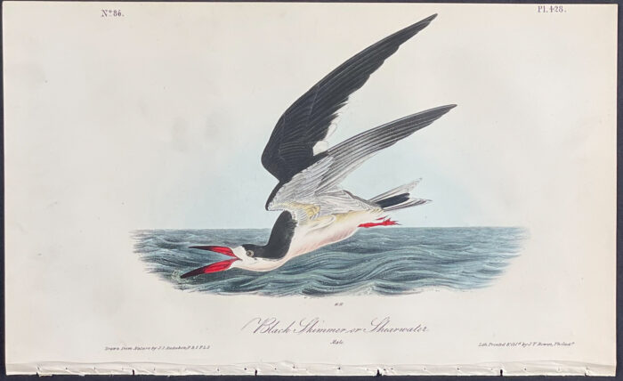 Black Skimmer or Shearwater