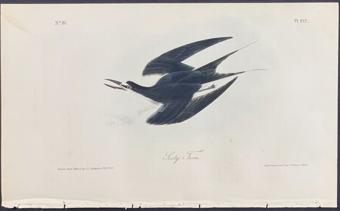 Sooty Tern