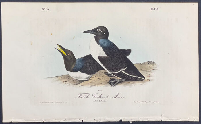 Large-billed Guillemot