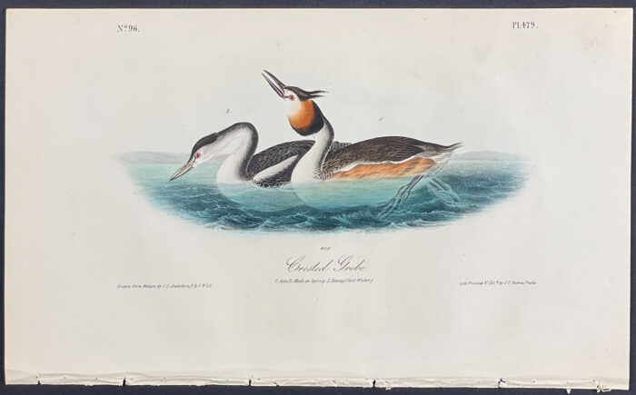 Crested Grebe