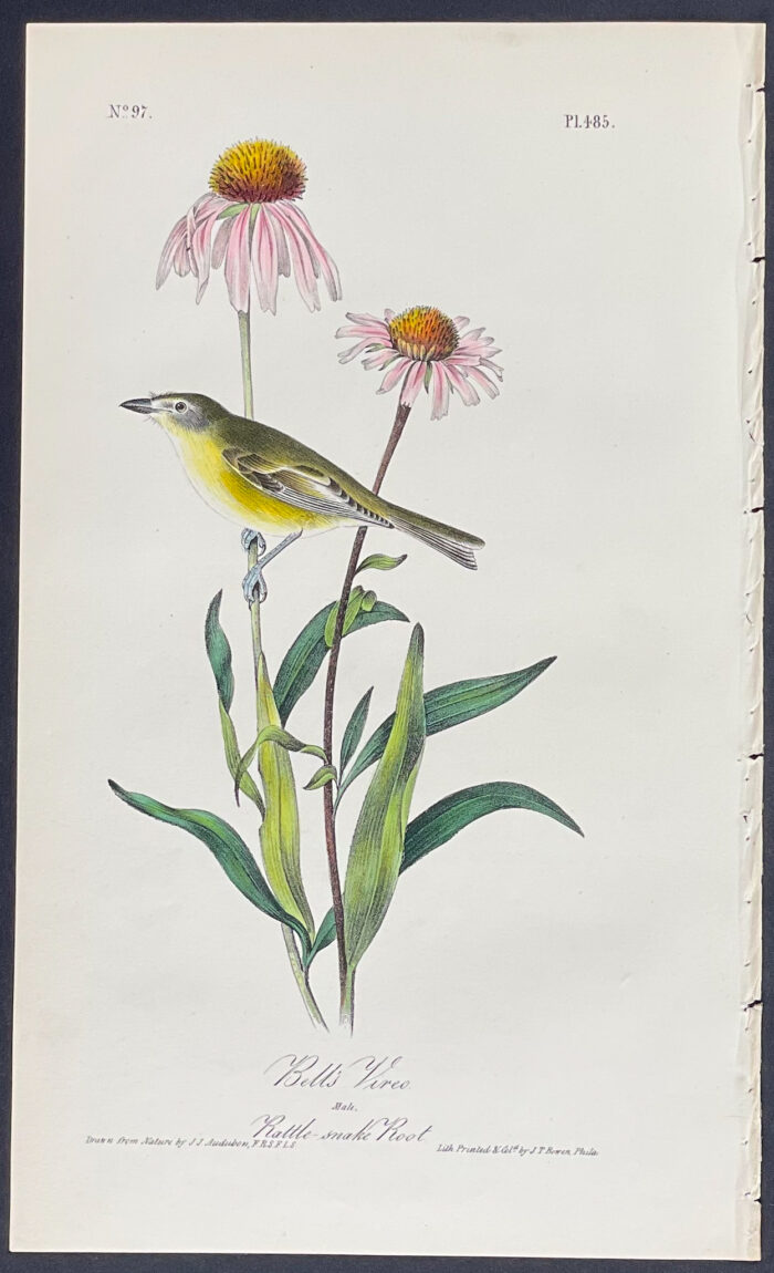 Bell's Vireo