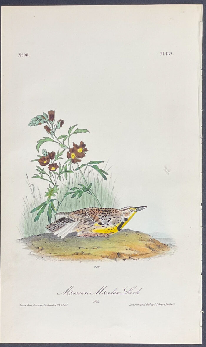 Missouri Meadow Lark