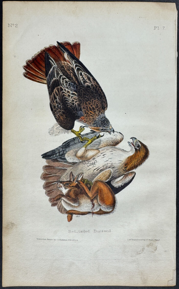 Red-tailed Buzzard