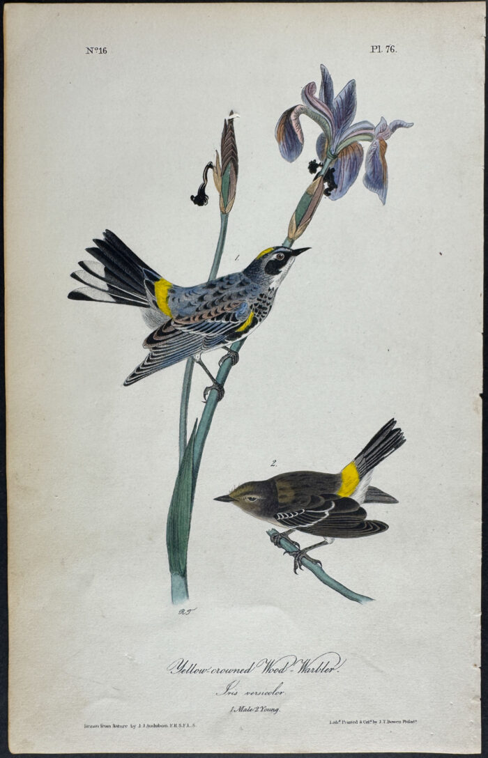 Yellow-crowned Wood Warbler