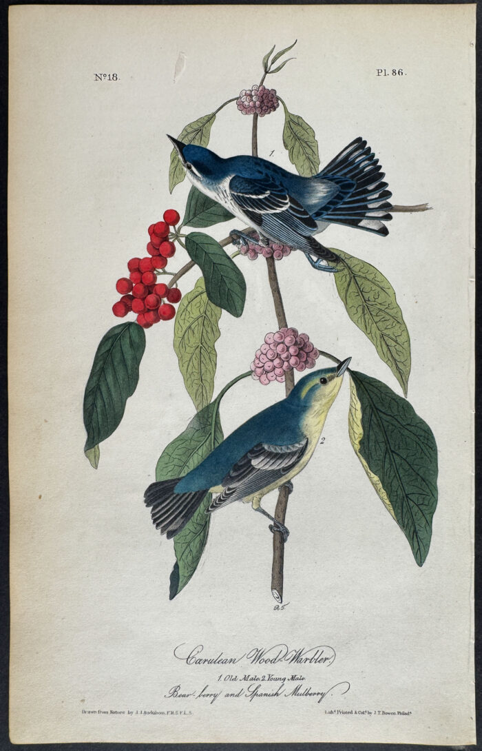 Caerulean Wood-Warbler