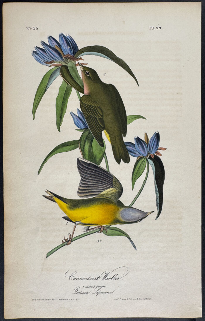 Connecticut Warbler