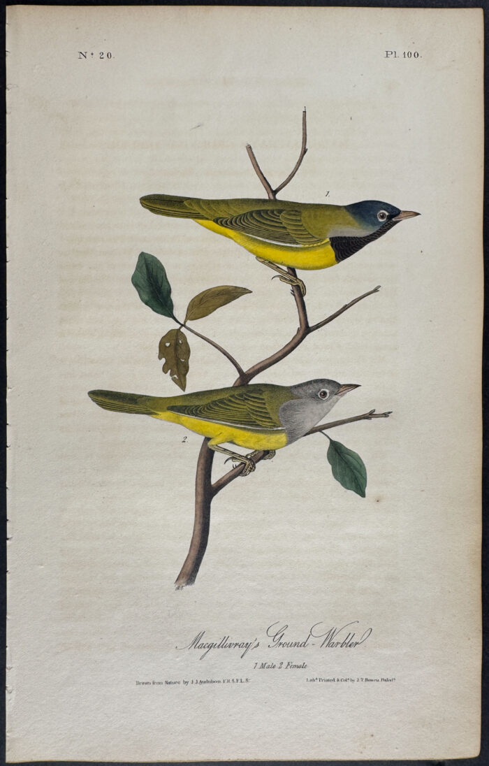 Macgillivray's Ground-Warbler
