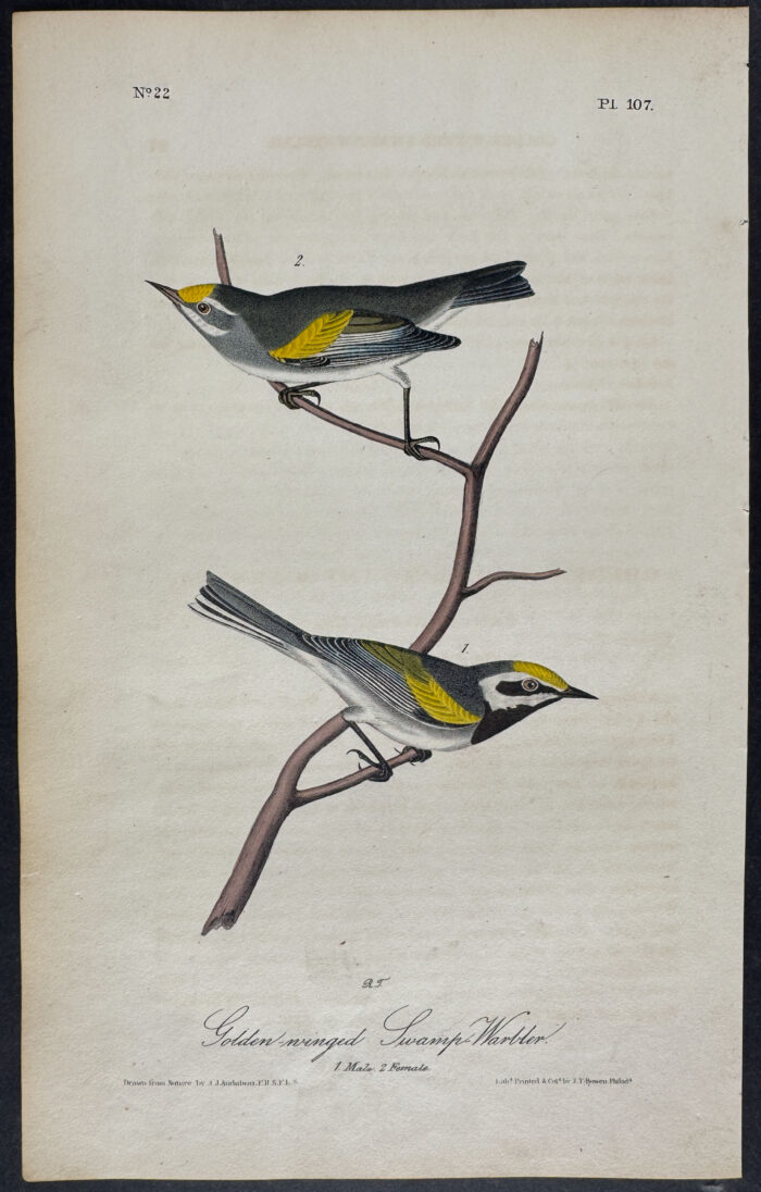 Golden-winged Swamp-Warbler
