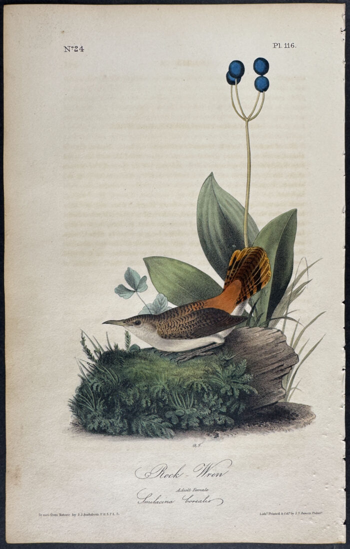 Rock-Wren