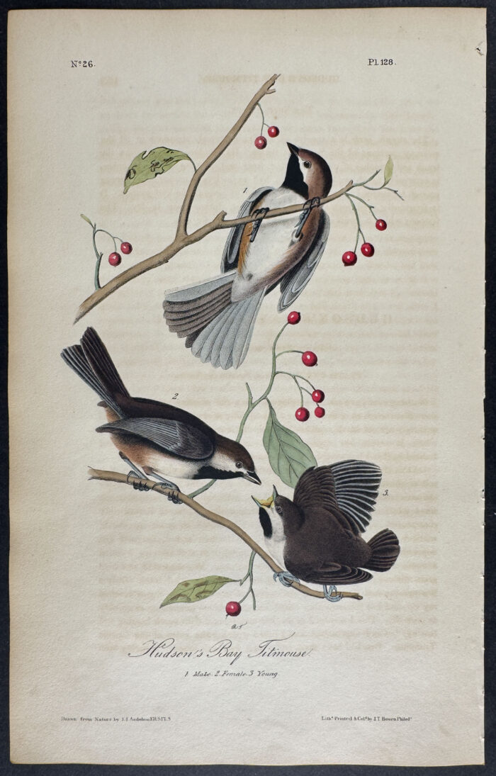 Hudson's Bay Titmouse