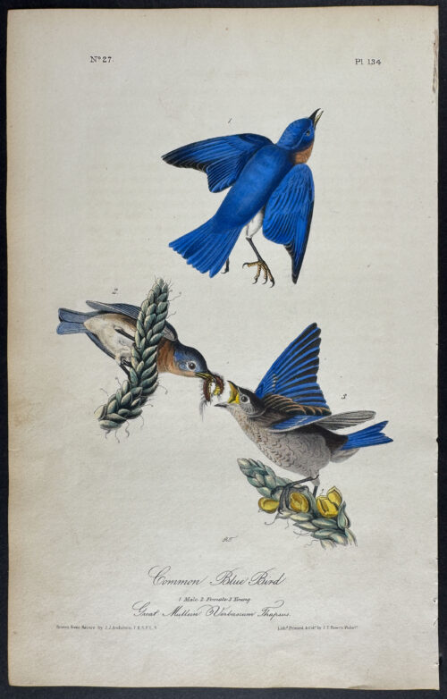 Common Blue Bird