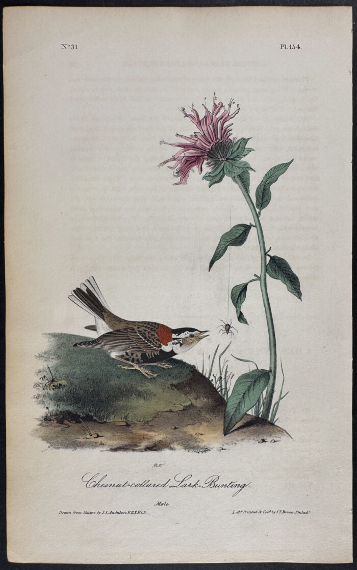 Chesnut-collared Lark-Bunting