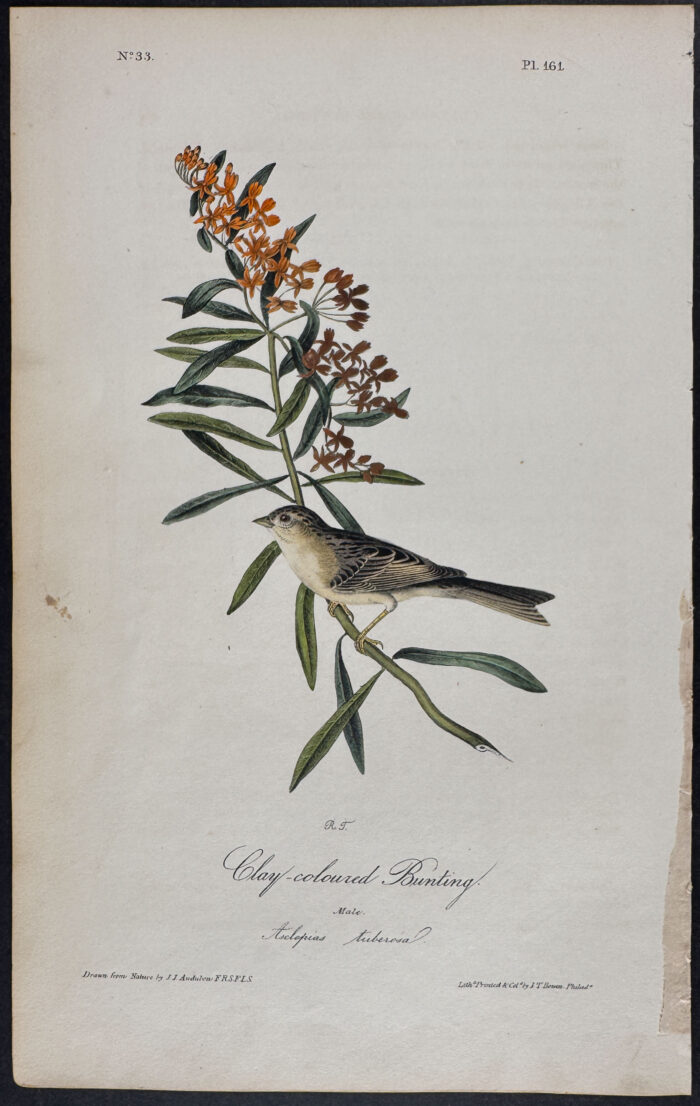 Clay-coloured Bunting