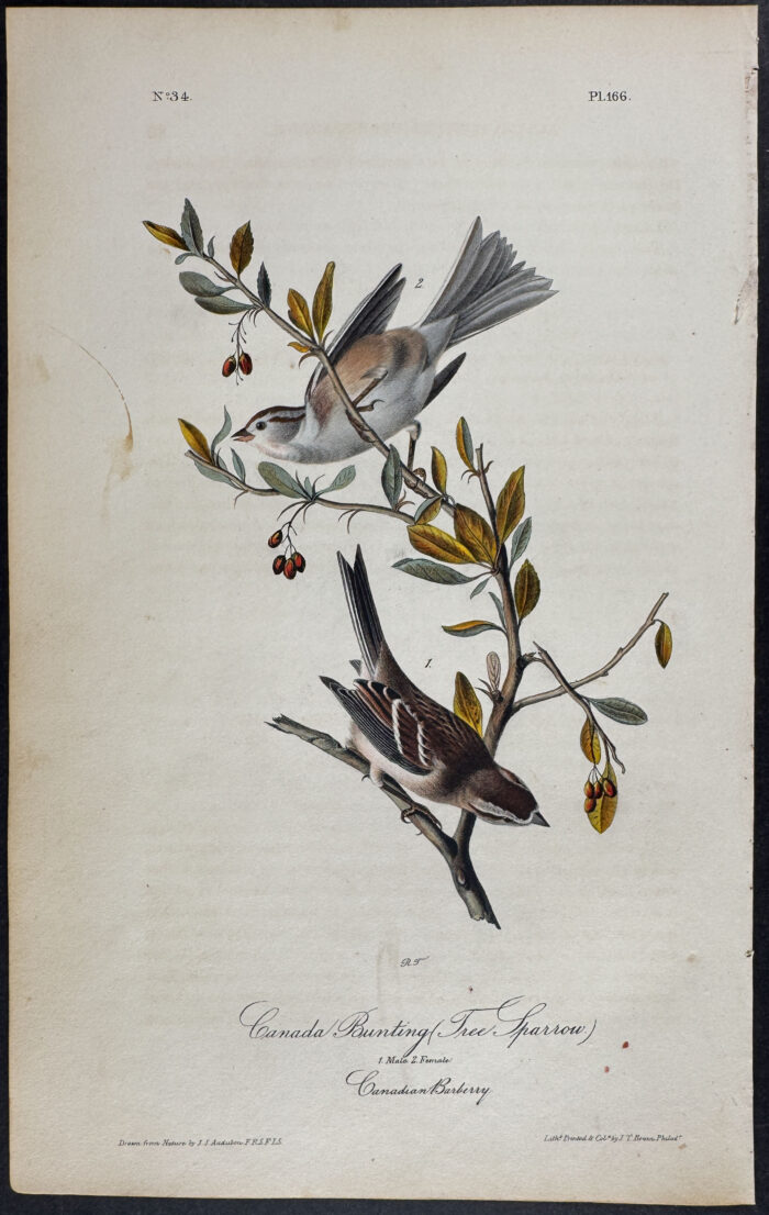 Canada Bunting (Tree Sparrow)