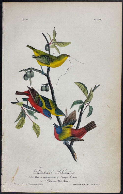 Painted Bunting
