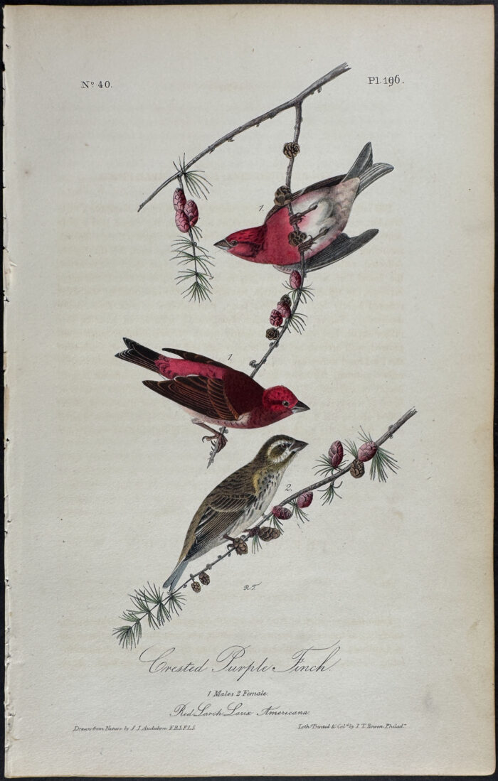 Crested Purple Finch